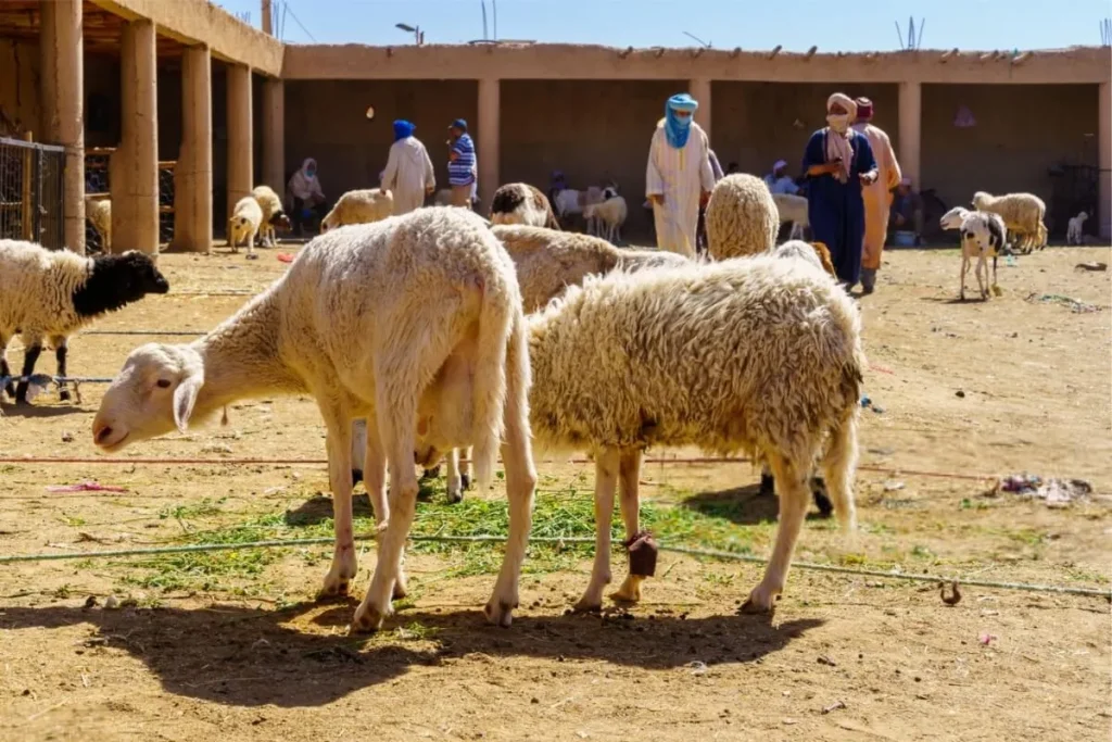 Rissani Market and Ksars Tour.