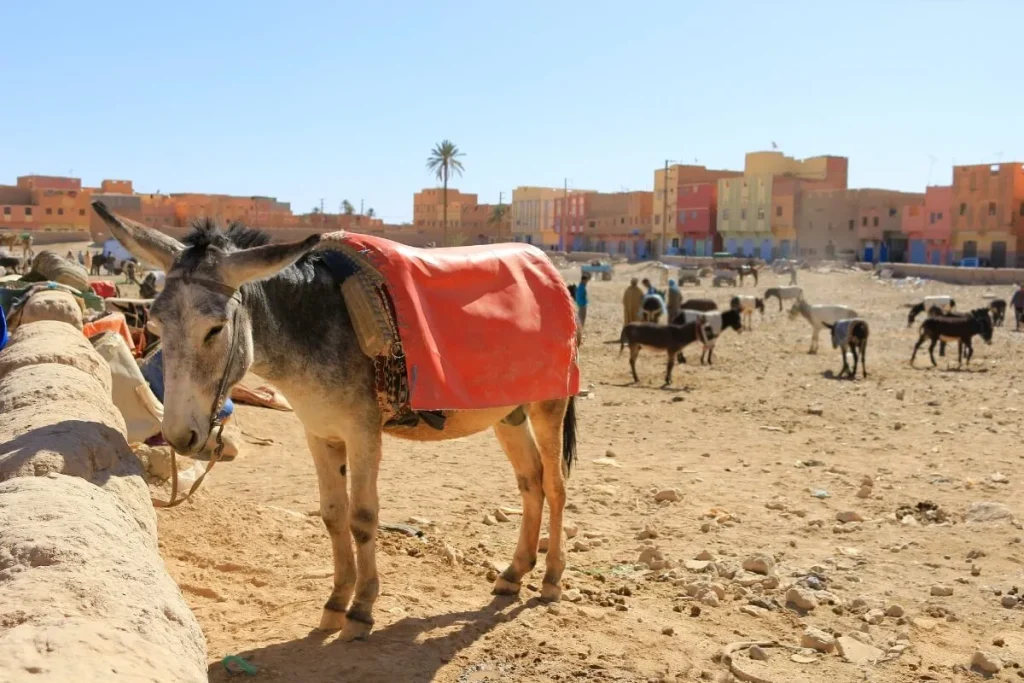 Rissani Market and Ksars Tour.