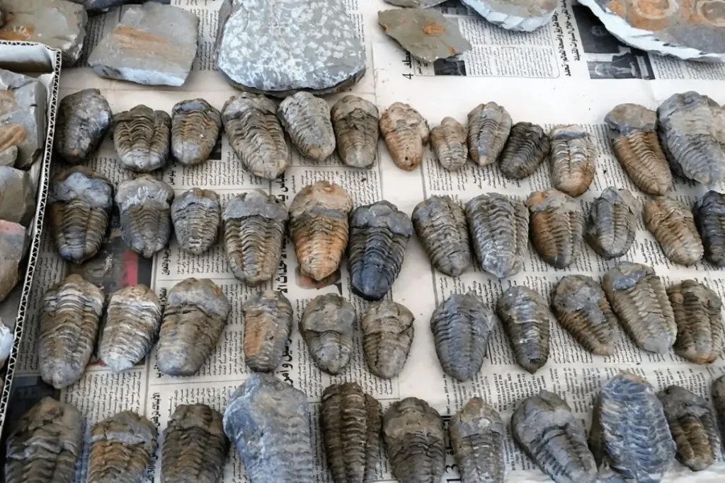 Full Day Fossil Hunting Experience