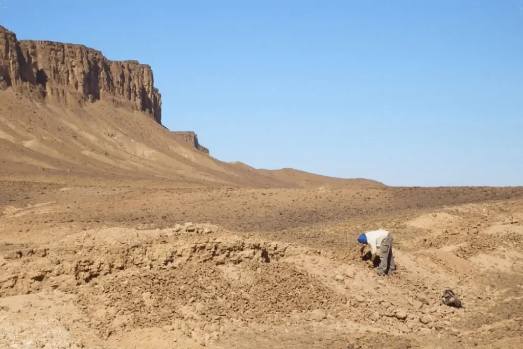 Full Day Fossil Hunting Experience